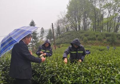 省茶科所开展茶叶绿色生产试验产量调查